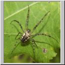 Metellina segmentata - Herbstspinne w01.jpg